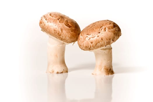 Mushrooms wd445