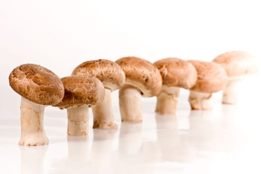 Mushrooms wd453