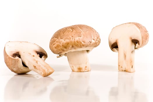 Mushrooms wd452