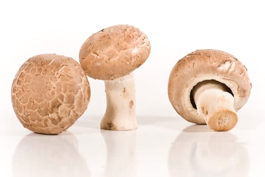 Mushrooms wd451