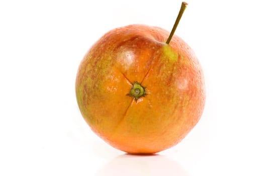 Apple Sine wd463