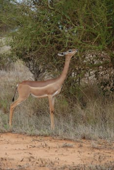 Giraffe antelope