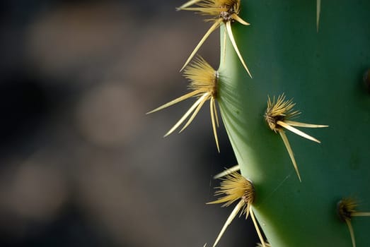prickly
