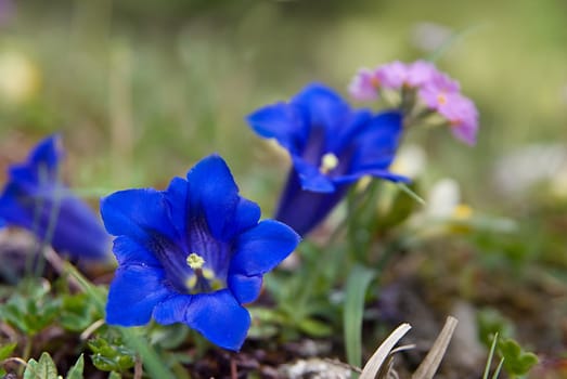 Gentian