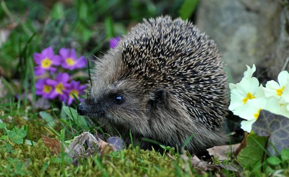 In spring