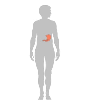 Stomach