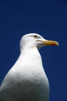 Brighton Seagulls Flying In The Air
