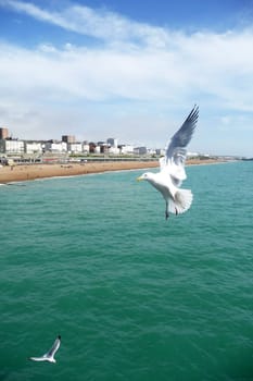 Brighton Seagulls Flying In The Air