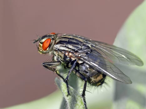 In every creature of nature lives the miraculous. (Aristotle)