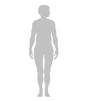Vector human contour