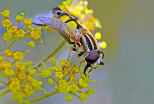 Sunfly hoverfly