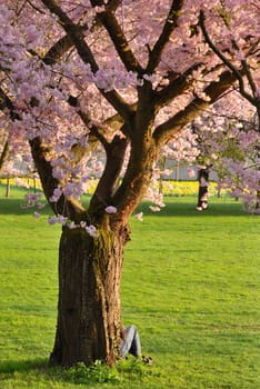 Cherry tree in full bloom