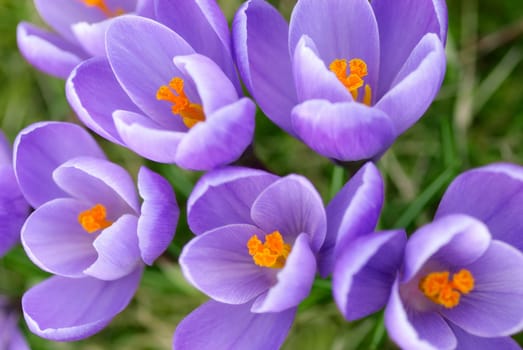 Purple Spring Awakening