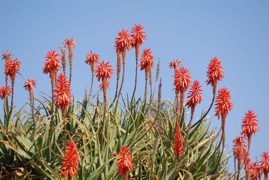 Aloe