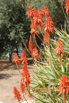 Aloe