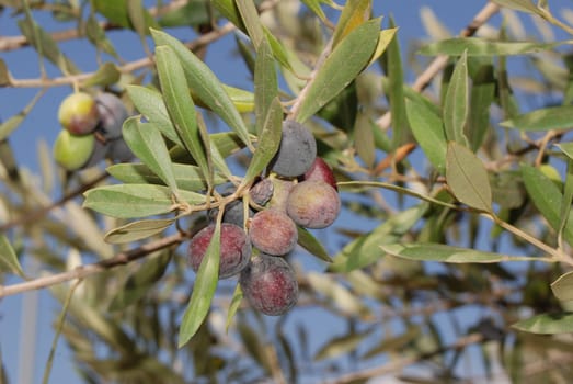 Olive tree