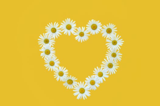 Daisy in love shape over yellow background