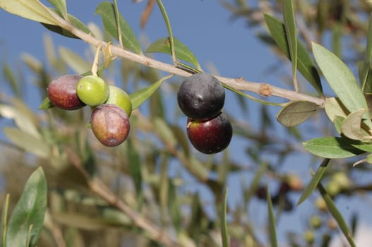 Olive tree