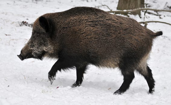 Wild boar in winter