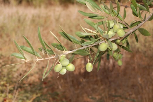 Olive tree