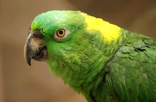 Yellow-necked Amazon