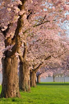 Row of cherry trees in full bloom