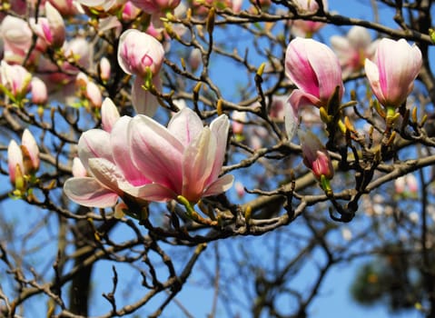 Magnolia blossoms