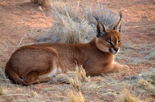 Caracal in Namibia