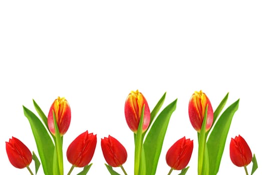 Row of tulips