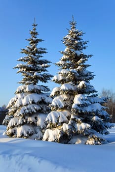 fir under snow  at winter sunset