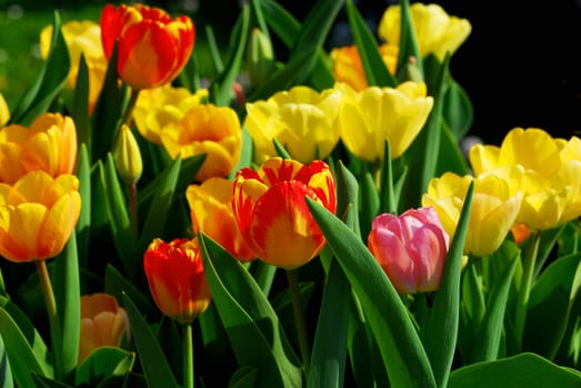 Colorful tulips