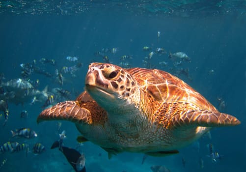 Turtle