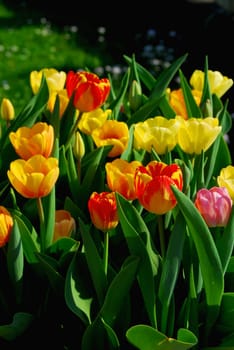 Colorful tulips