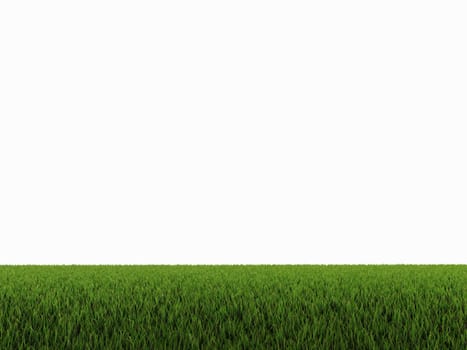 green grass on white background