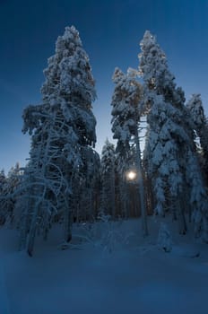 Winter Forest