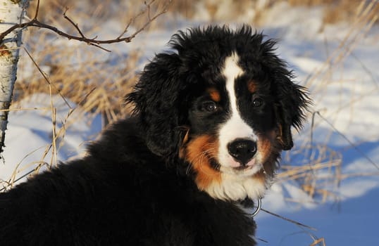 Our puppy