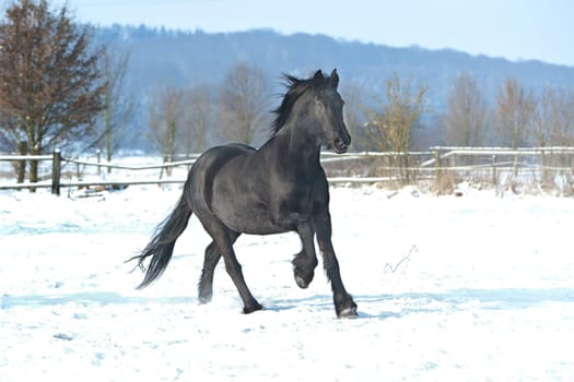 Frisians in the snow