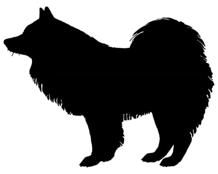 Samoyed