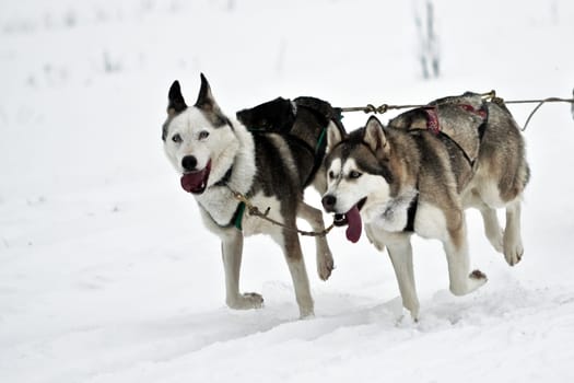 Sled Dog Race Tettau