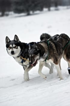 Sled dog race Tettau ..