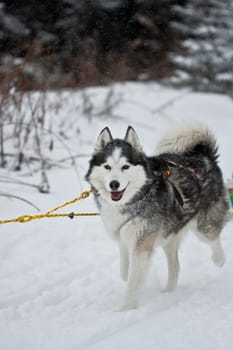 Sled dog race Tettau ....