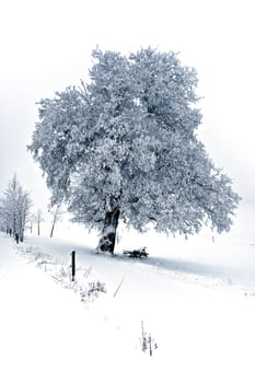 Winter magic...