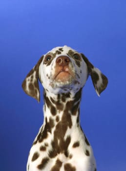 Dalmatian