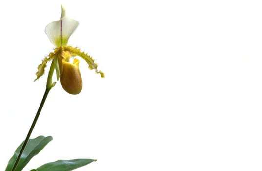 Lady's slipper