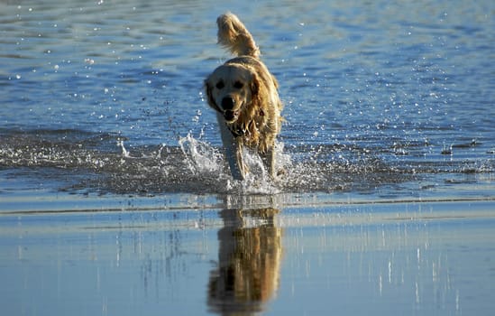 Golden Retriever in his element