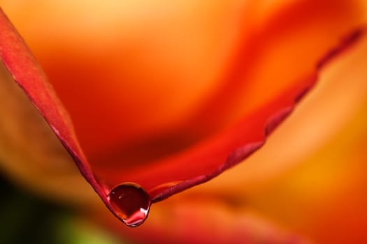 Tear