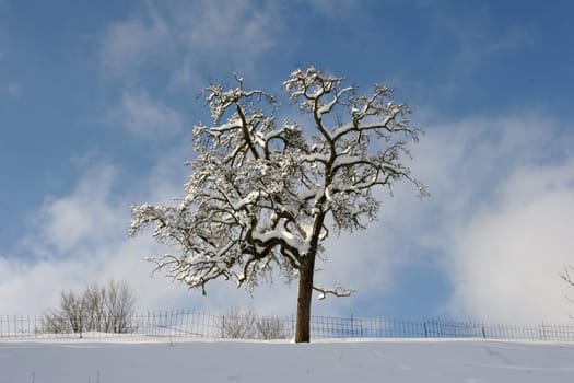 Snow Tree