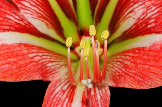 amaryllis