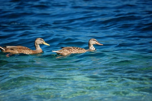 goose pair. Orta lake, Italy