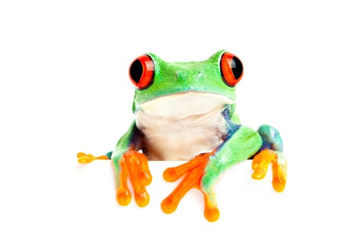 frog isolated on white for banner etc